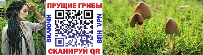 Псилоцибиновые грибы Cubensis Дзержинский